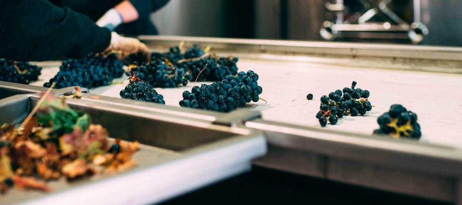 La importancia del despalillado de la uva