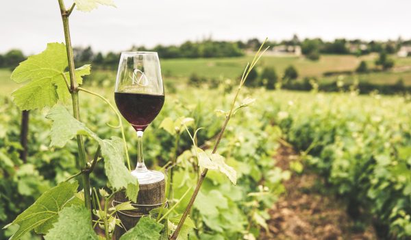 estabilizante vino