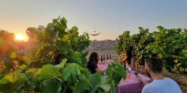 Picnic entre Viñedos