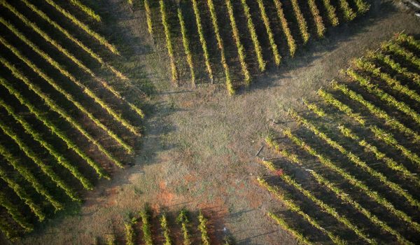 drones de viñedo