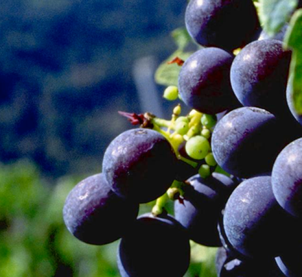vina argomaniz uvas