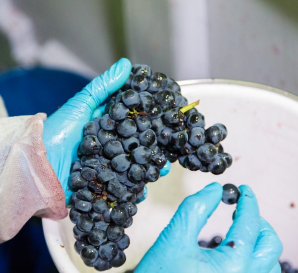 Viñedos y Bodegas Gormaz