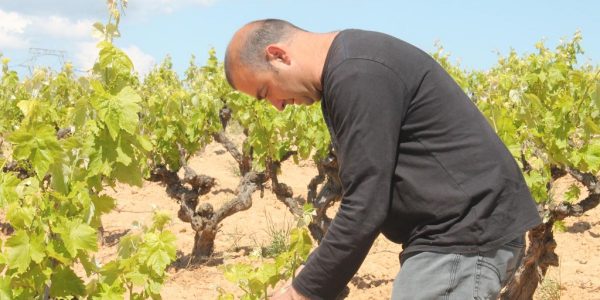 Visita guiada viñedos y bodega