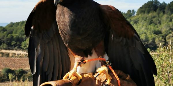 Vuelo de rapaces en el viñedo